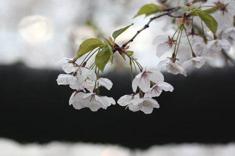 大川の桜１