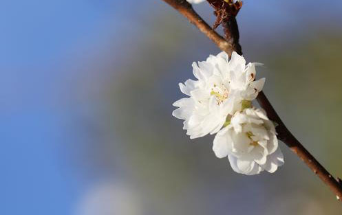 十月桜