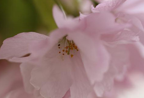 通り抜けの桜（林１号）１