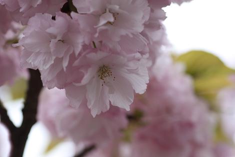 通り抜けの桜（林１号）２