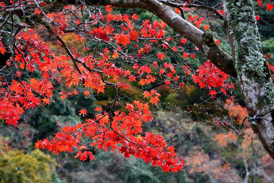 箕面 紅葉５（瀧安寺）