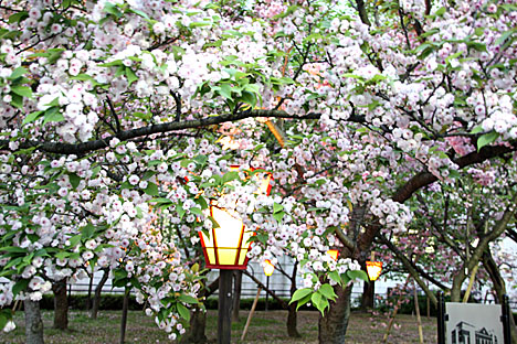 造幣局・夜桜１