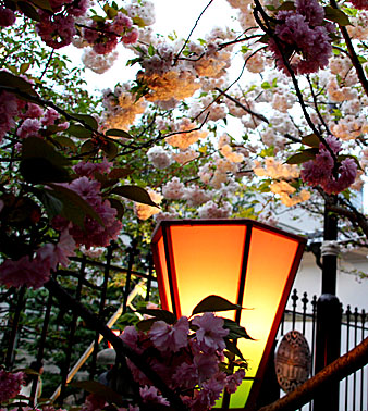 魅惑の宵（夜桜）