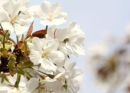 造幣局・桜6