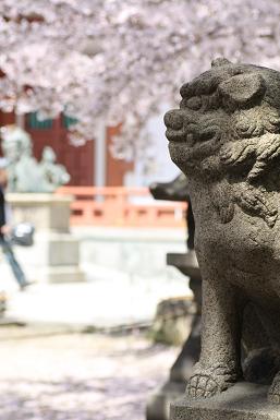 土佐稲荷神社の桜5