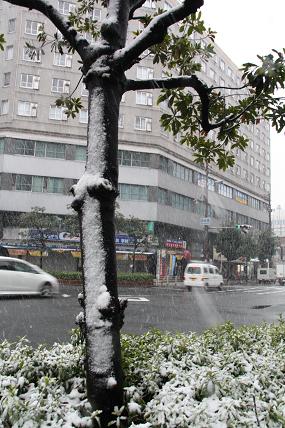 2月の雪１