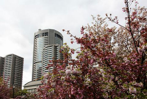 造幣局の桜１　