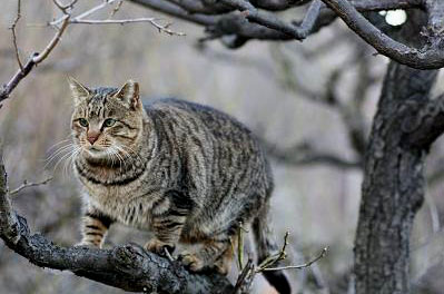 neko・大阪城１