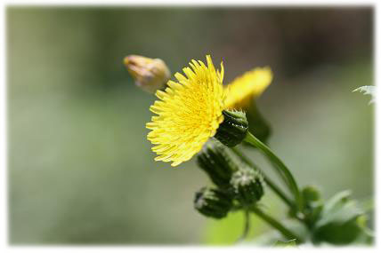 野の花１