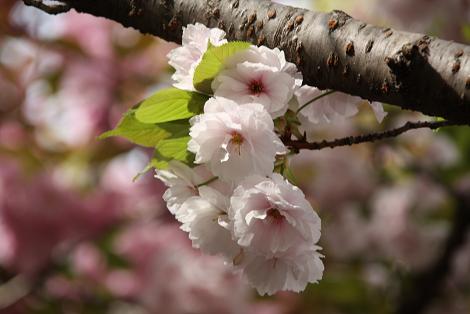 桜通り抜けの桜（帆立）