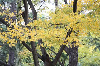  日暮れの紅葉2