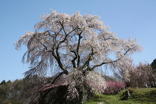 又兵衛桜１