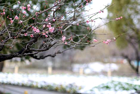 紅梅・長居公園5