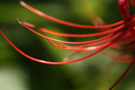 ヒガンバナ・赤い蘂