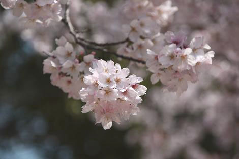 土佐稲荷神社の桜（2）