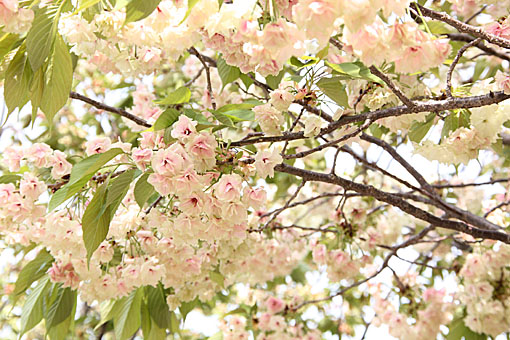 造幣局・桜4