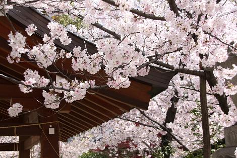 土佐稲荷神社の桜(5)