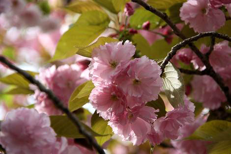 桜通り抜けの桜（関山）１