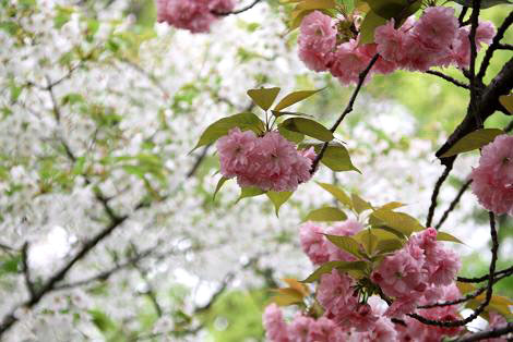 桜通り抜けの桜（関山）２