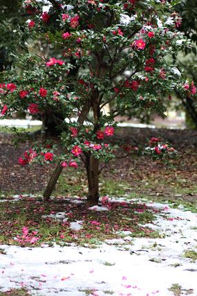  雪の日の公園３