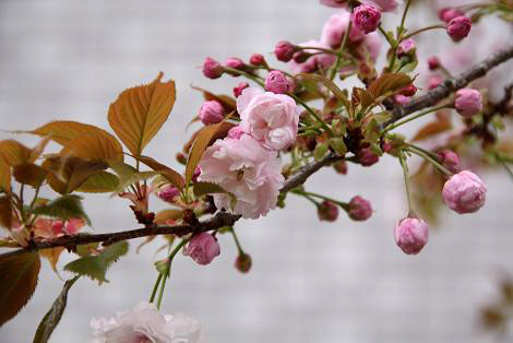 桜通り抜けの桜（紅玉錦）２