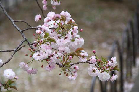 桜通り抜けの桜（紅玉錦）３