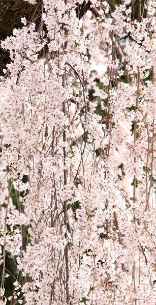 氷室の枝垂れ桜２