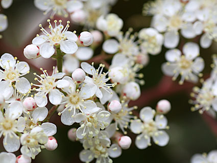 ５月の花４