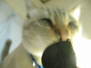 ｵﾚｵ