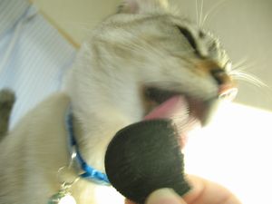 ｵﾚｵ