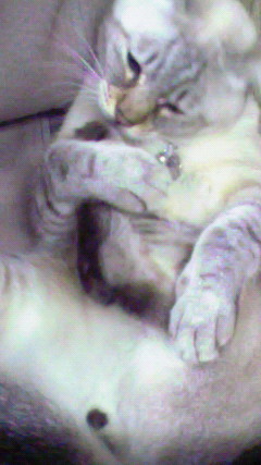 カシカシ･･･