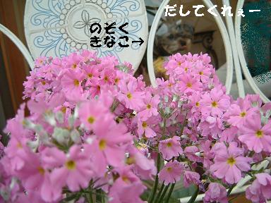 １はな１DSCF0010.JPG
