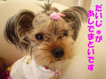 １きなちゃんP1010161.JPG
