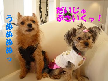 １だいず怒P1010159.JPG