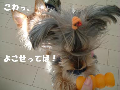 １きながしっDSCF0037.JPG