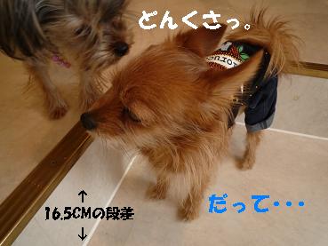 １きなこくるP1010174.JPG