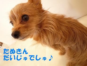 １たぬきん３P1000678.JPG