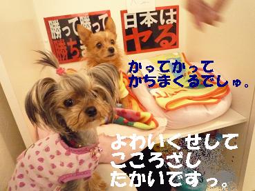 １きなこP1000878.JPG