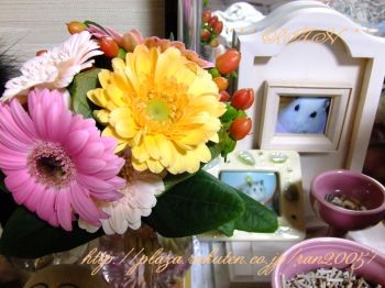 マシュ命日　☆　2009/12/23