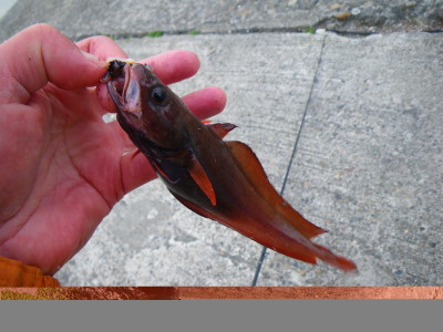 2009年3月1日獲物4時40分.jpg