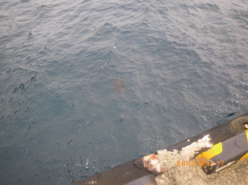 2009年４月１７日御蔵島釣り　海がめ16：56.jpg