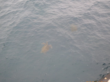 2009年４月１７日御蔵島釣り　海がめ17：05.jpg