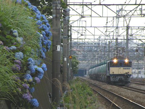 紫陽花とEF64