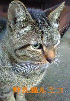 野良猫のルミコ