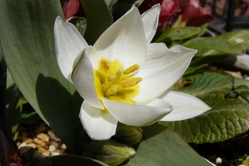 Tulipa Polychroma 3.24 (55).jpg