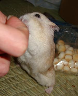 ボクにもくれでち！