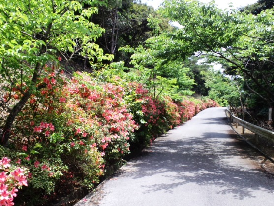 久米島ツツジ林道.jpg