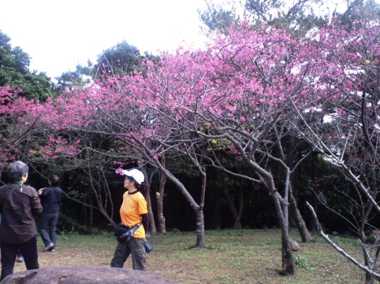 会場の桜.jpg