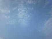 タヌキの子さん　大阪北摂