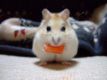 スイカ３.jpg